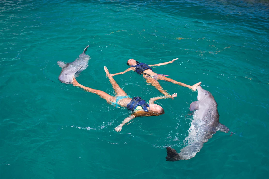 Guests swimming with dolphins in Punta Cana