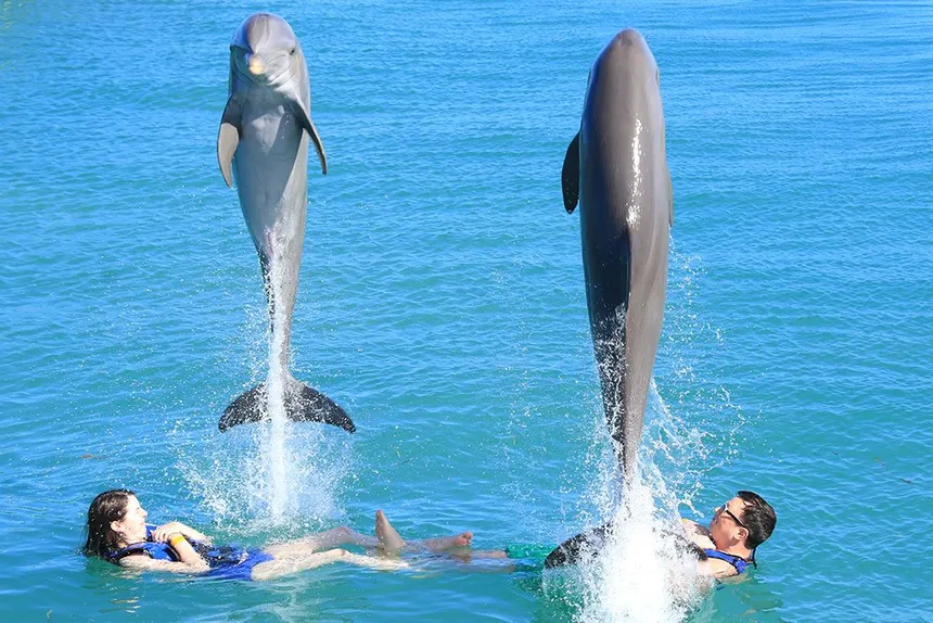 Premium dolphin excellence program with two dolphins