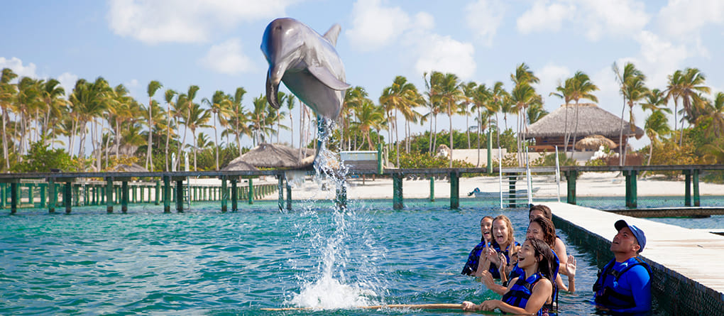 Dolphin pec shake greeting in Punta Cana