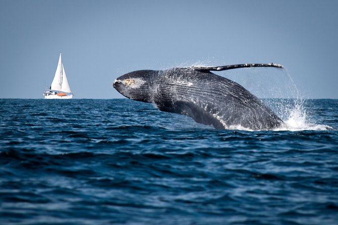 Humpback whale breaching in Samana Bay