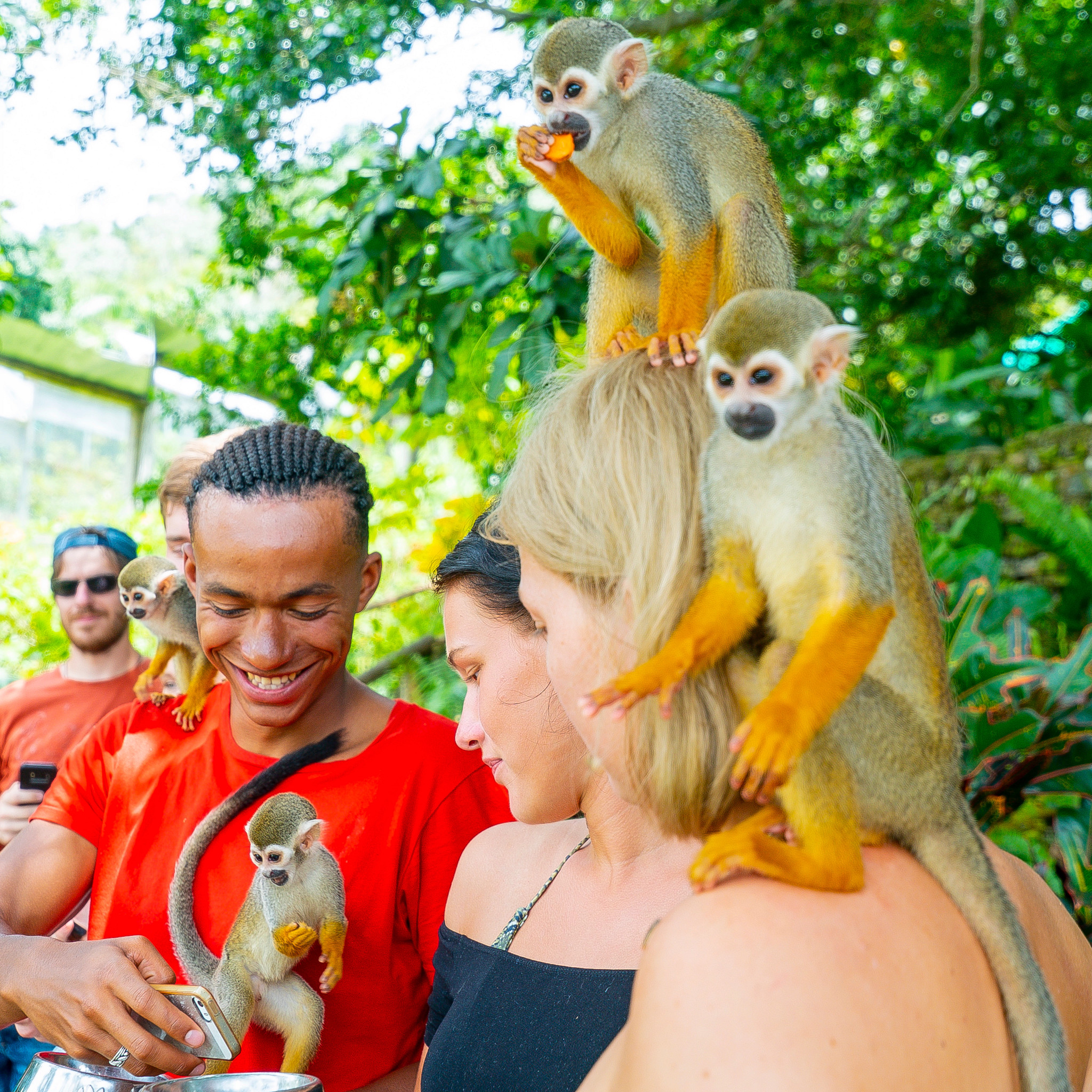 Squirrel monkey interaction