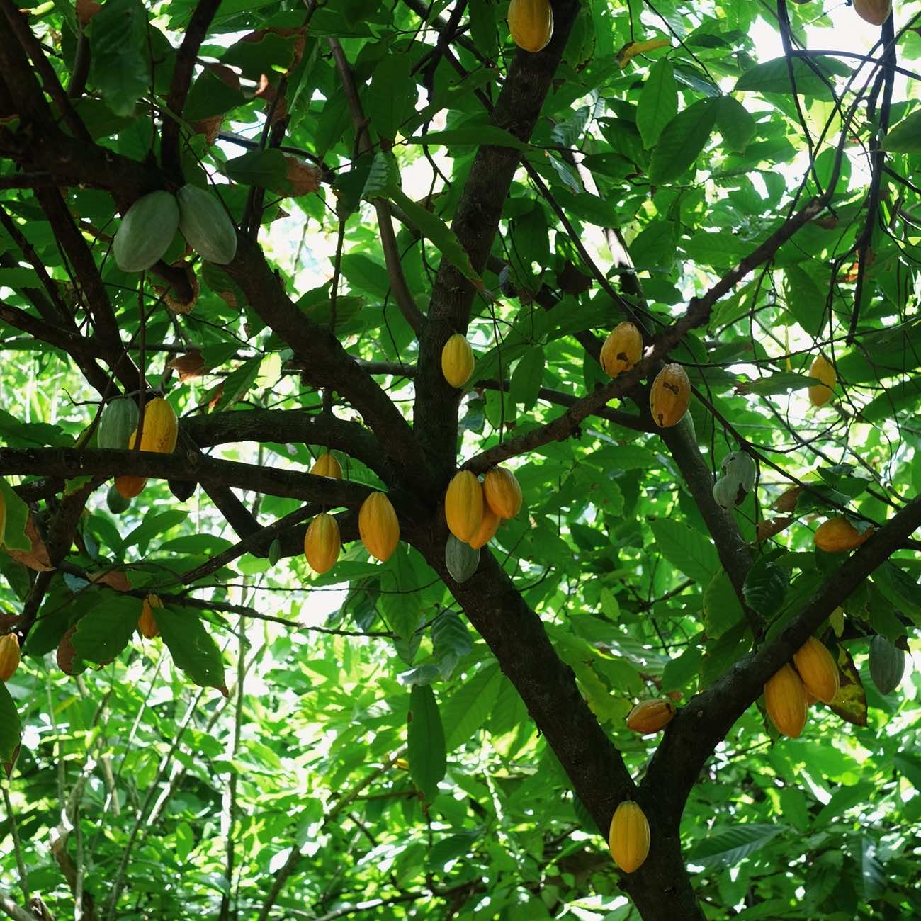 Cocoa and coffee plantation in Punta Cana